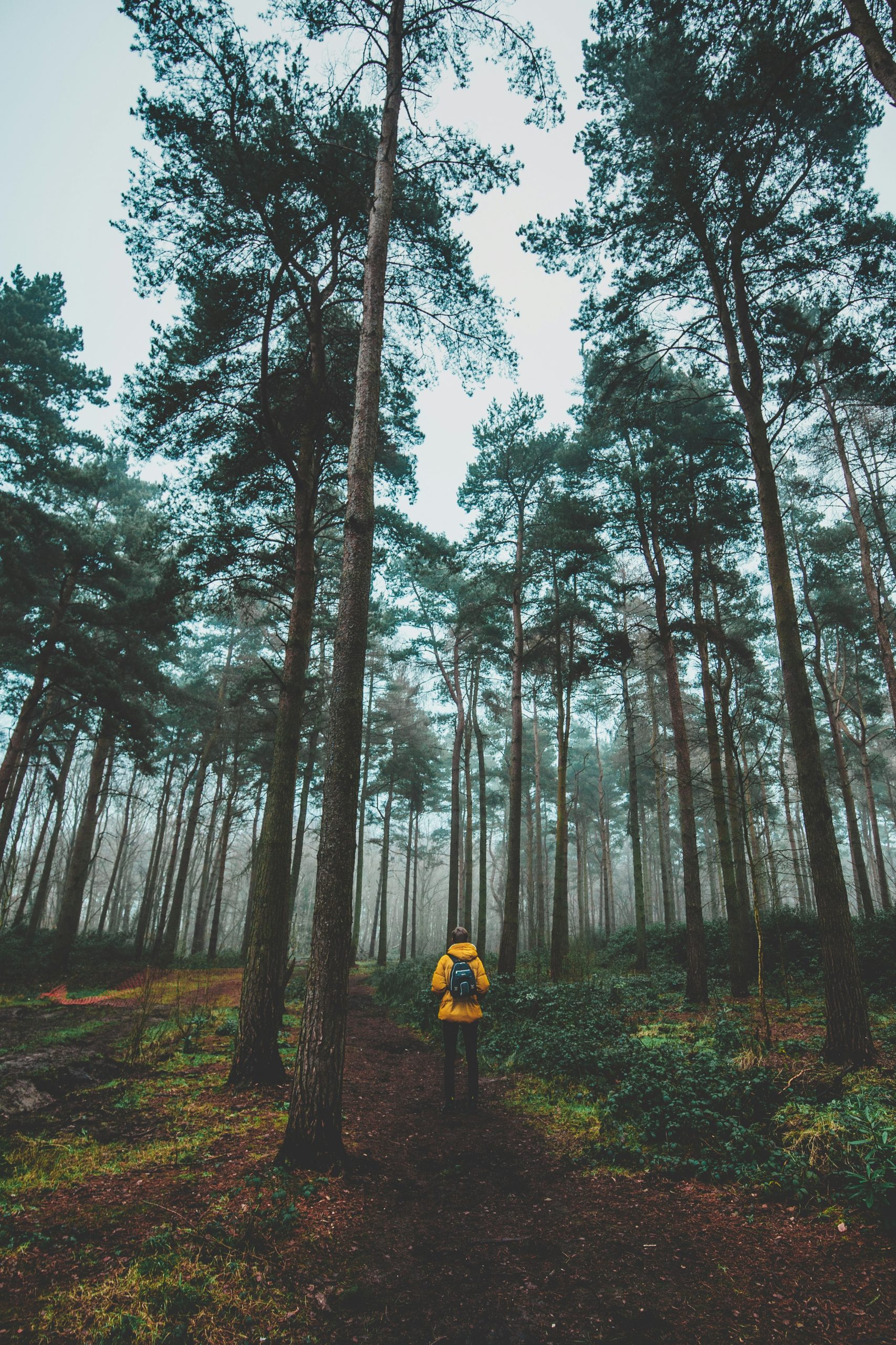 paseo por el bosque